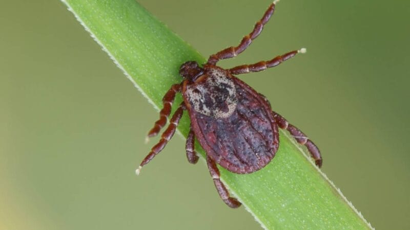 Leme registra duas mortes por febre maculosa; prefeitura intensifica ações de vigilância