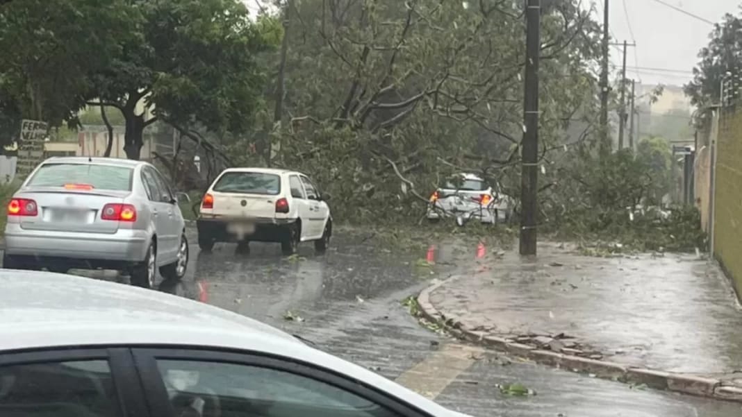 Chuva de início de tarde derrubou árvores em vários pontos de Ribeirão Preto