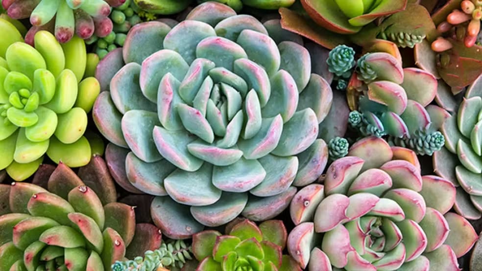 Ribeirão Preto recebe 6º Festival de Orquídeas e Suculentas com entrada grátis neste fim de semana