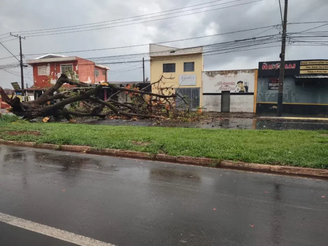 Quedas de árvores bloqueiam avenidas na zona Norte de Ribeirão Preto durante operação Pós-Chuva