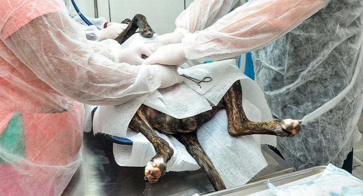 Secretaria de Meio Ambiente de Ribeirão Preto soma milhares de atendimentos e reforça políticas de bem-estar animal em 2025