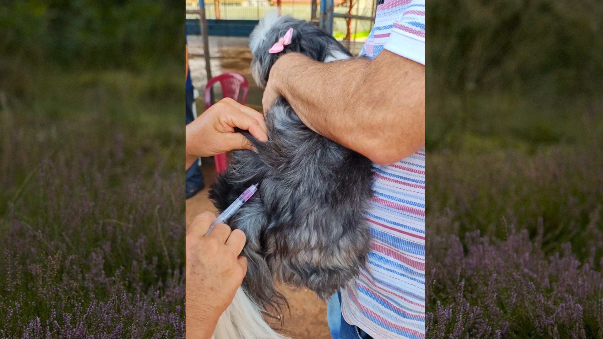 Vacinação antirrábica gratuita para cães e gatos será aplicada no São João neste sábado