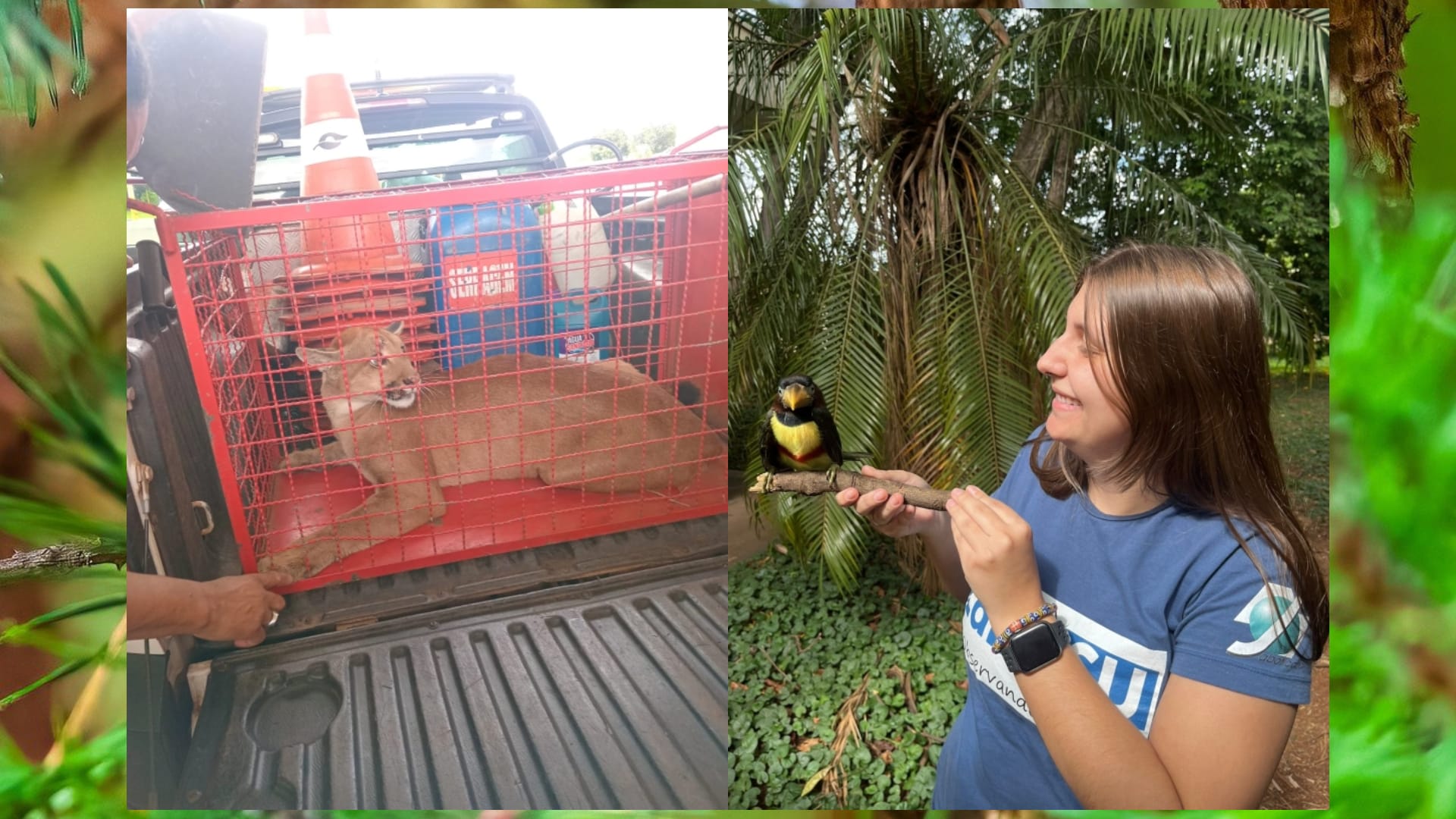 Onça-parda atropelada é socorrida e filhotes de araçari recebem cuidados em Jaboticabal