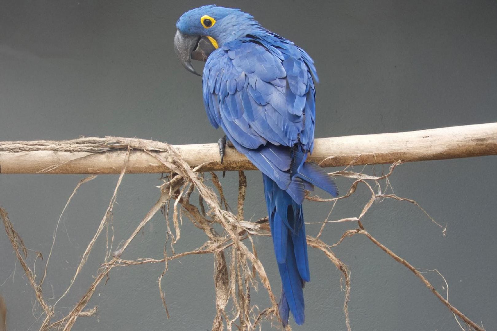 Bosque de Ribeirão Preto recebe cinco animais vindos da Amazônia em ação de conservação