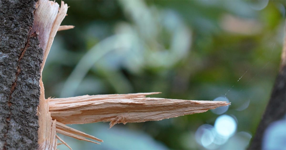 Exposição 'Cegueira Botânica' de artista ribeirão-pretana será aberta no IEA-RP com entrada gratuita