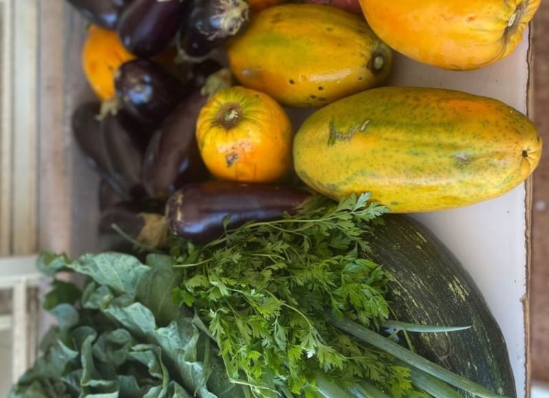 Programa municipal transforma agrofloresta em doação de alimentos em Santa Rosa de Viterbo