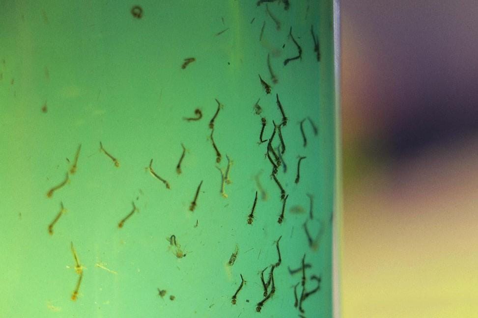 Ribeirão Preto registra queda de casos de dengue em 2025, mas mantém índice histórico de 2024