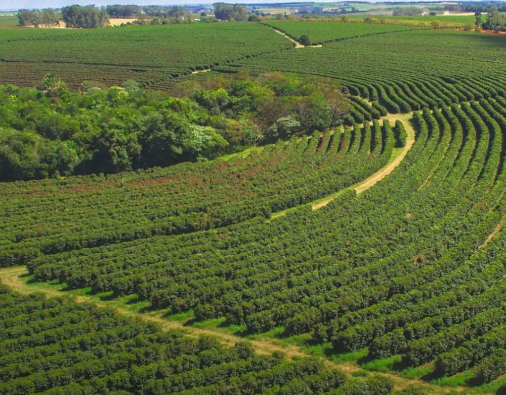 Suspensão da tarifa de 40% aos cafés abre caminho para retomada das exportações em Franca