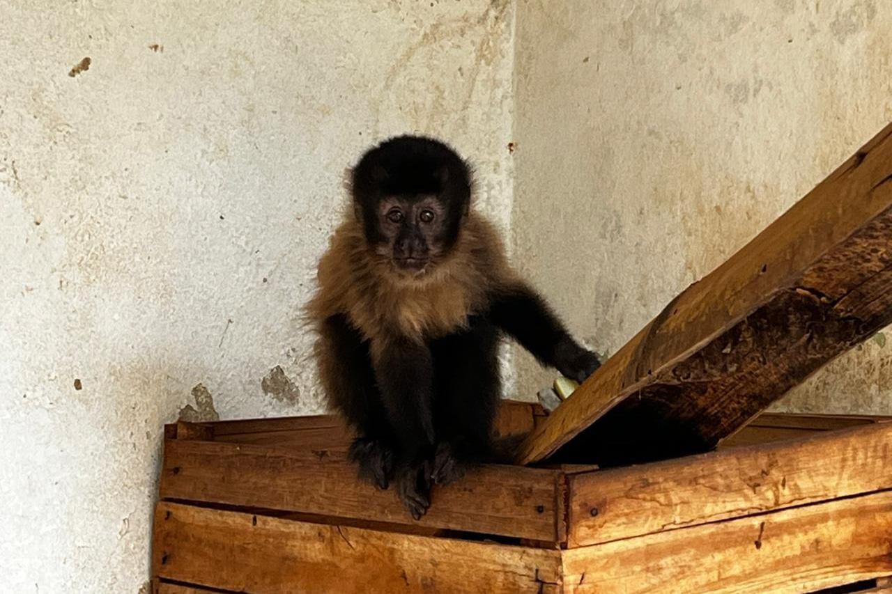 CETRAS libera macaco-prego resgatado de tráfico e fará soltura em área de Ibitinga na segunda