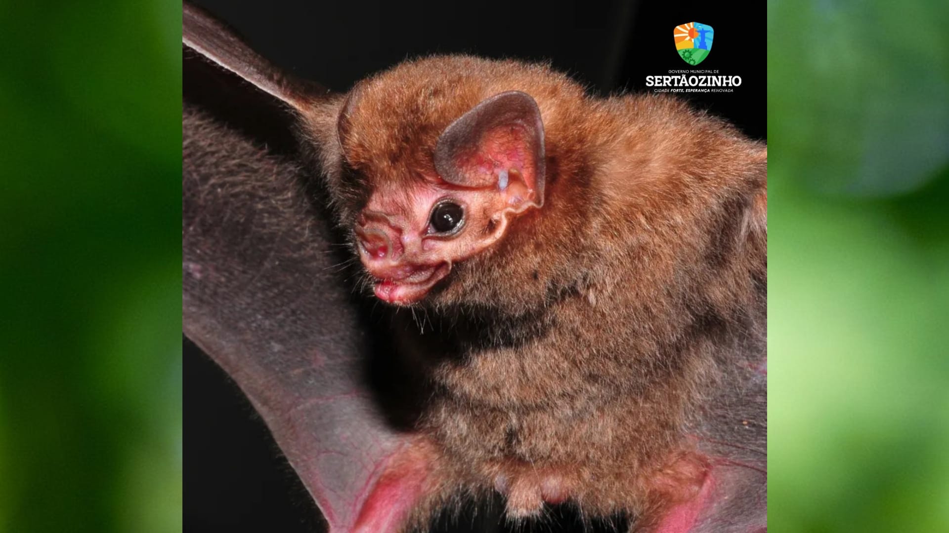 Sertãozinho registra aumento de atendimentos com morcegos; saúde municipal reforça alerta sobre raiva