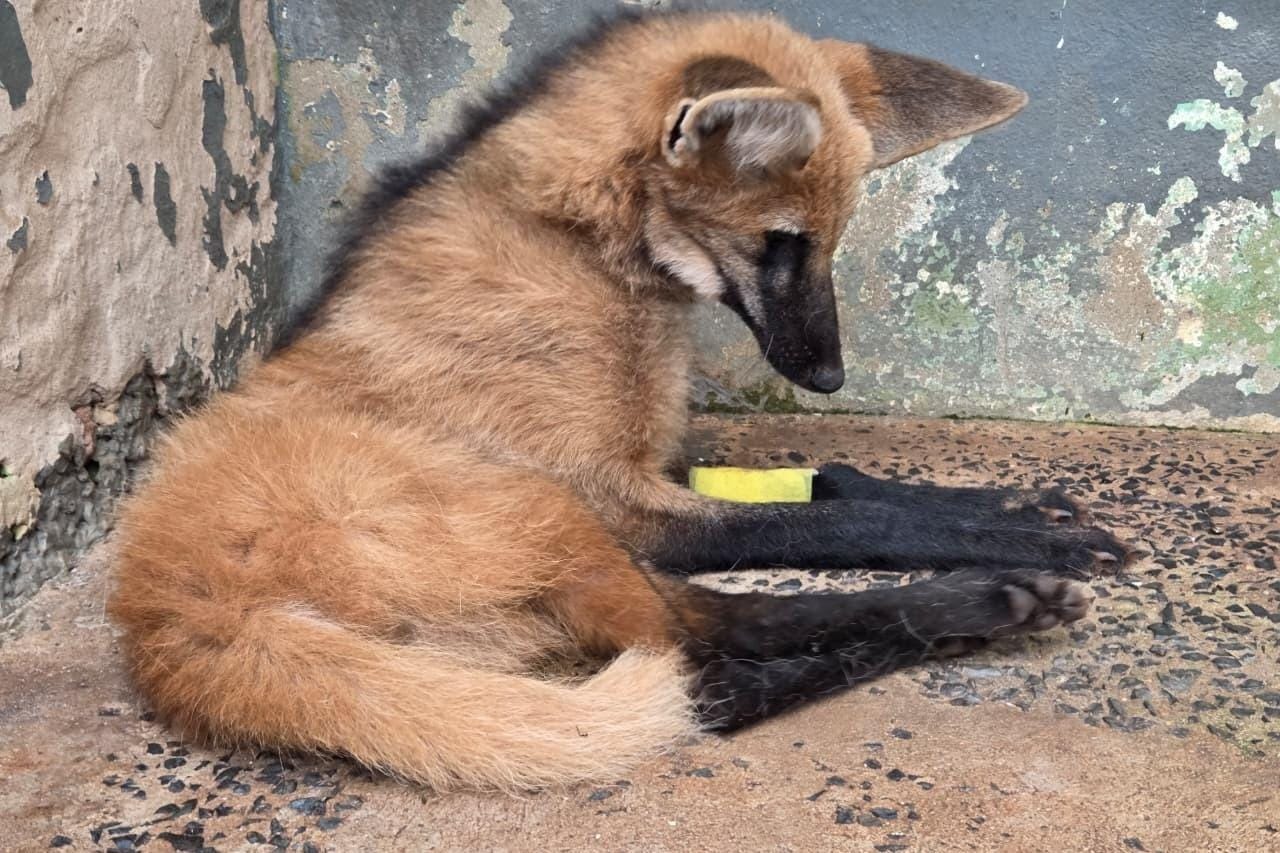 Lobo‑guará vítima de atropelamento é internado em estado grave em CETRAS de Ribeirão Preto