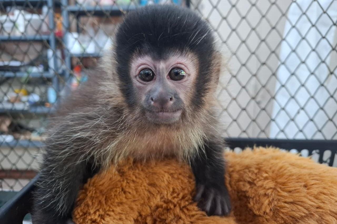 Berçário do Cetras em Morro de São Bento abriga filhotes de espécies ameaçadas e prepara retorno à natureza