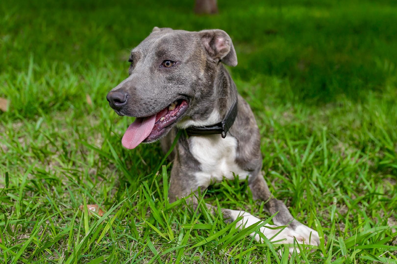 Feira de adoção em Ribeirão Preto oferece curso gratuito para novos tutores neste sábado