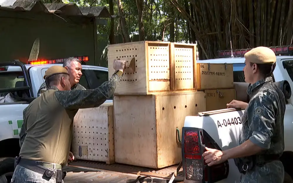 Cetras do Bosque libera 66 animais silvestres e encerra 2025 com cerca de 800 reintegrações