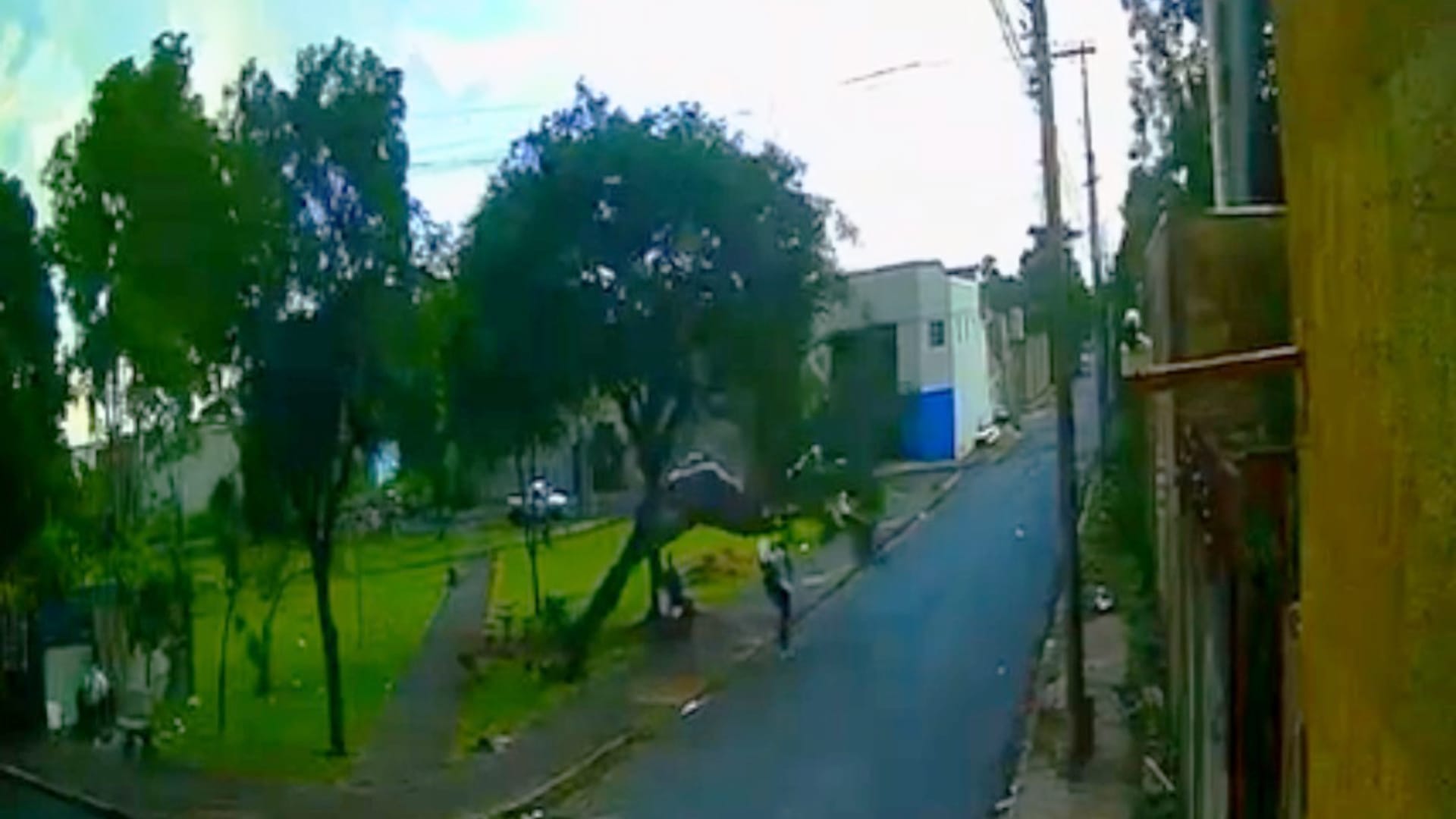 Mulher é atingida por queda de árvore em praça da Vila Mariana