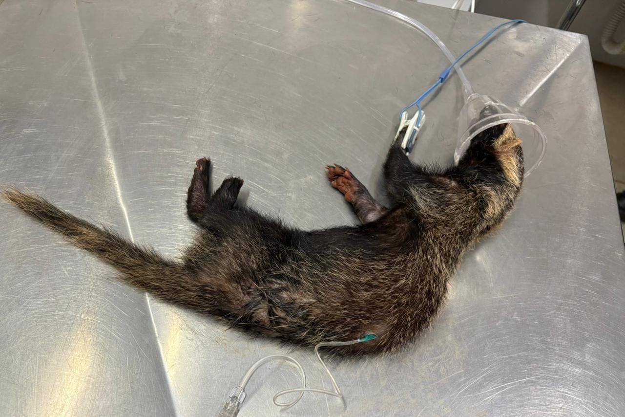 CETRAS de Ribeirão Preto atende furão brasileiro atropelado e soma 11 resgates no mês