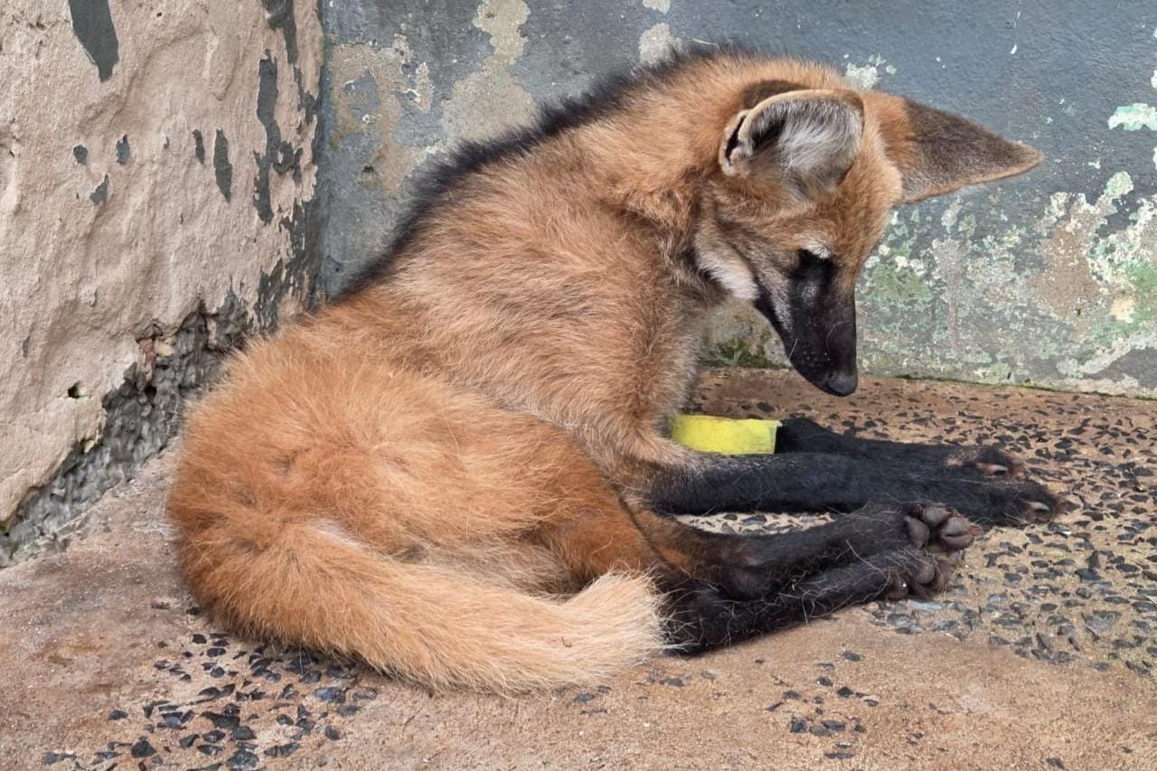Lobo‑guará reabilitado será solto nesta quinta com apoio da Polícia Ambiental
