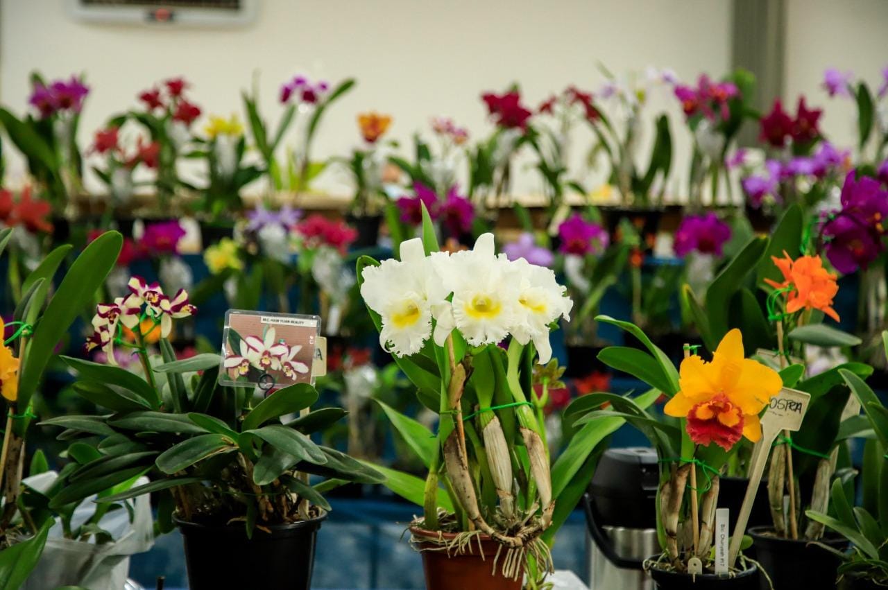 Ribeirão Preto recebe 7º Festival de Orquídeas e Suculentas com entrada gratuita