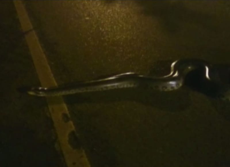 Morador grava sucuri andando pela calçada na Avenida Adelmo Perdizza, em Ribeirão Preto