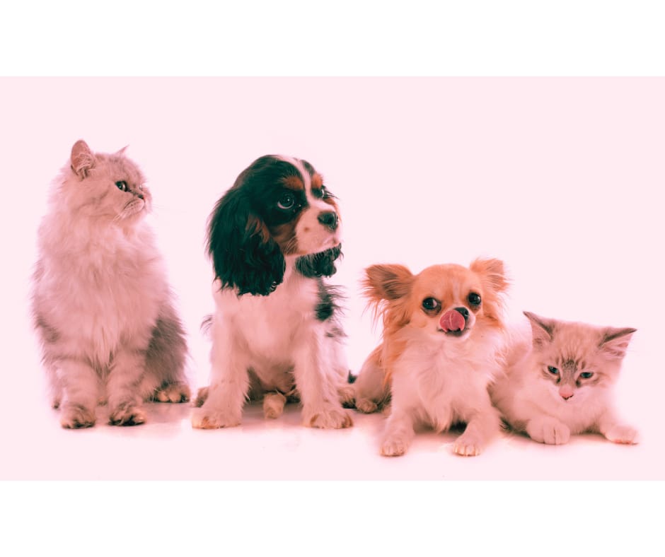 Ribeirão Preto promulga lei que proíbe posse de animais por condenados por maus-tratos