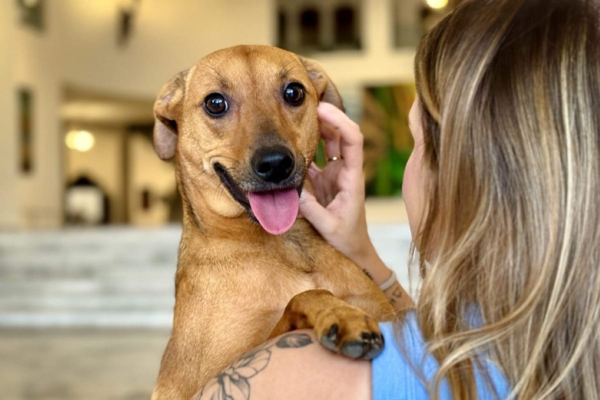 São Paulo autoriza sepultamento de cães e gatos em jazigos familiares; lei entra em vigor