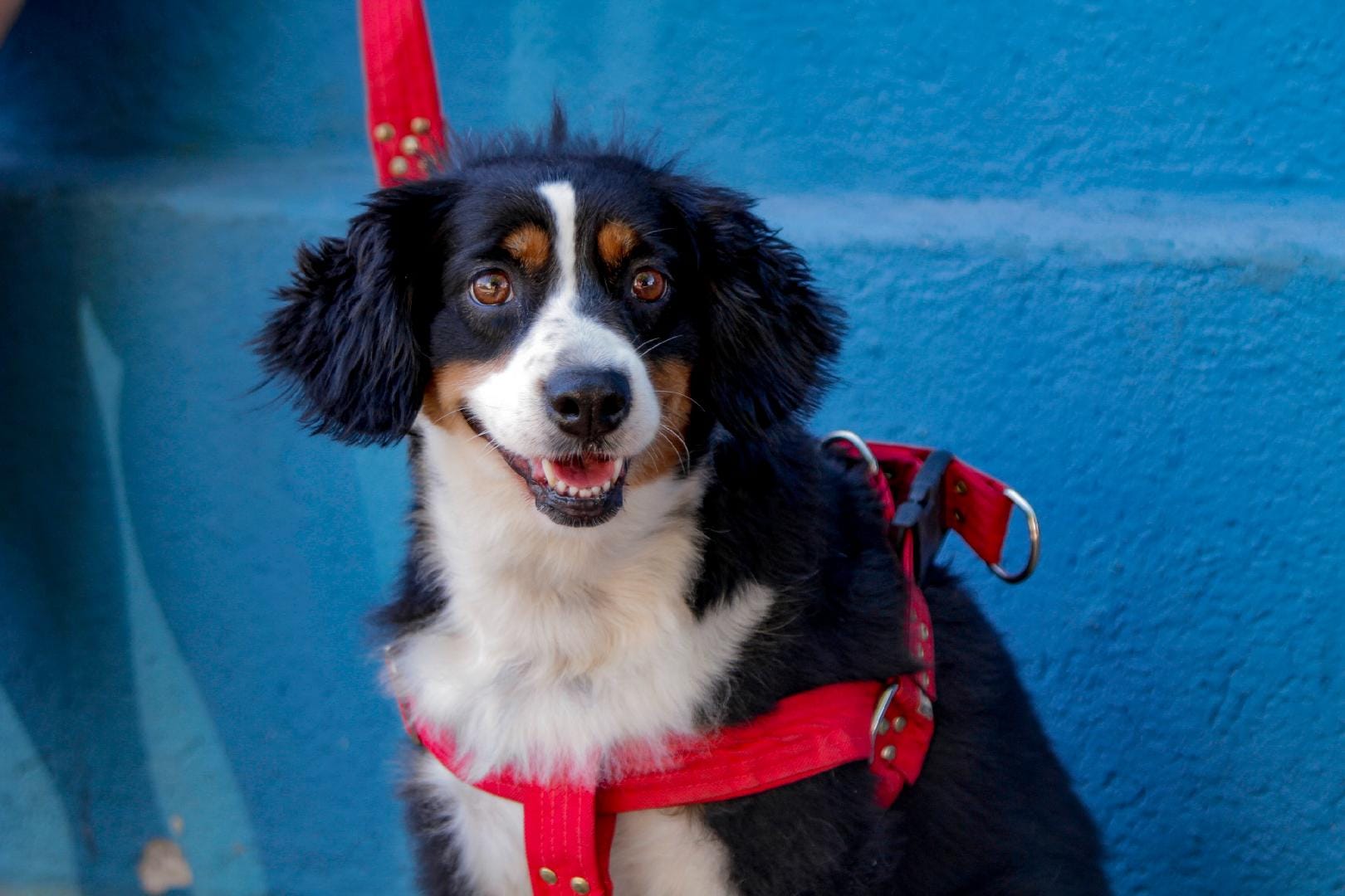 Ribeirão Preto sanciona lei contra maus-tratos e veta fogos barulhentos em todo o município