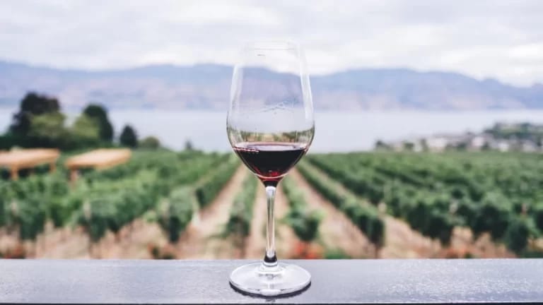 Governo lança segunda edição do Rotas do Vinho e inclui Rota Alta Mogiana com opções em Ribeirão Preto