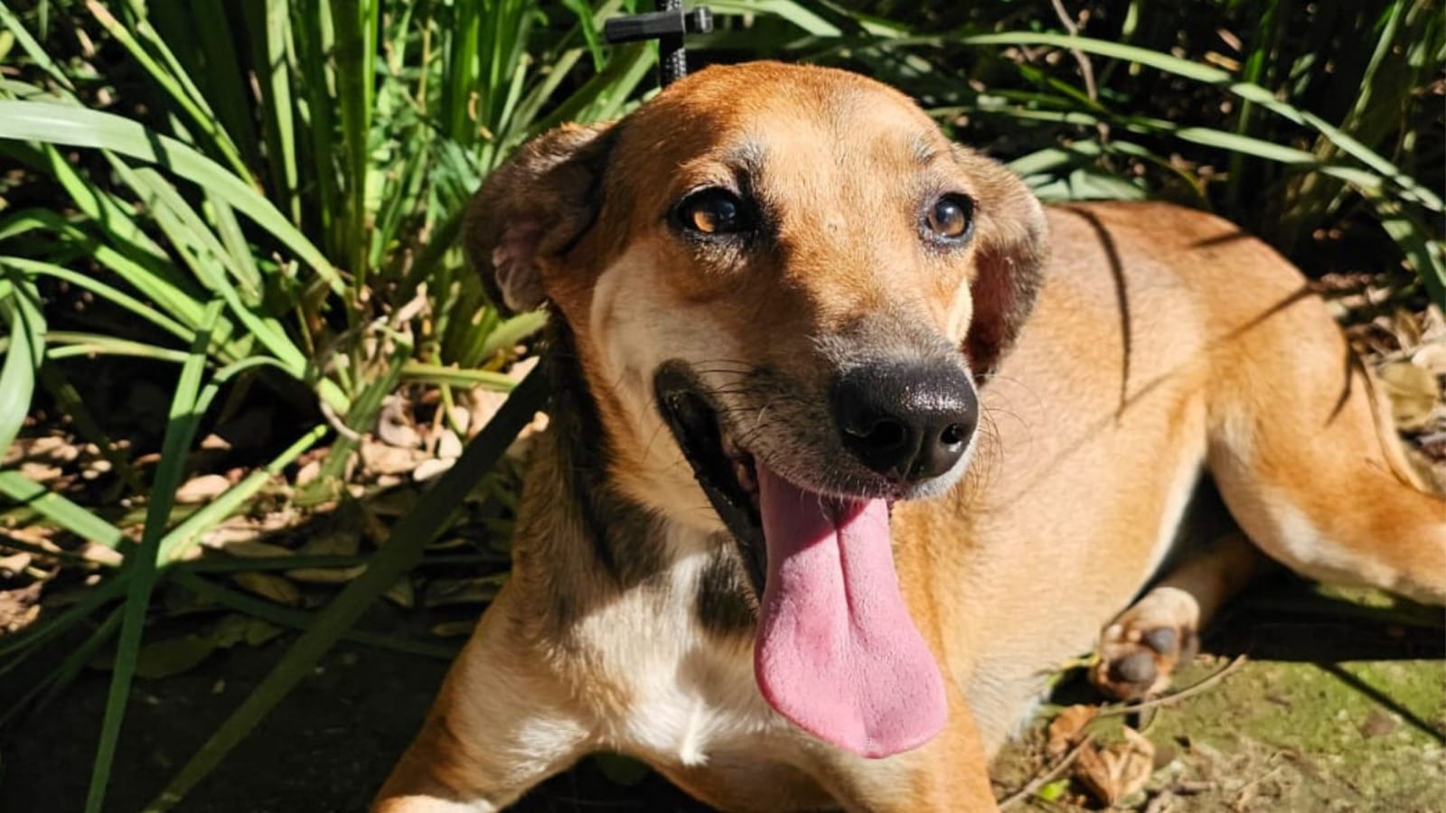 Adoção de cães e gatos terá nova edição em Sertãozinho neste sábado