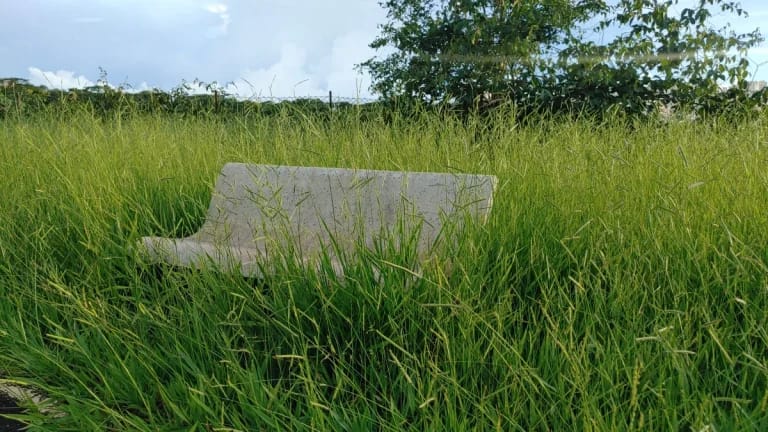 Prefeitura e empresa de limpeza trocam versões sobre serviço de roçada em Ribeirão Preto