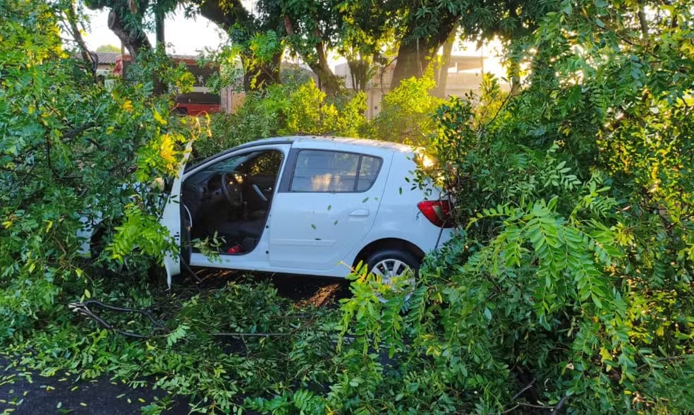 Galhos de árvore despencam sobre carro na Avenida Luís Galvão César; casal sai ileso