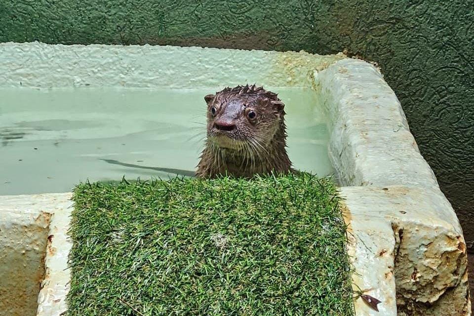Trio de lontras é integrado ao Bosque Zoológico Fábio Barreto e passa a receber visitantes