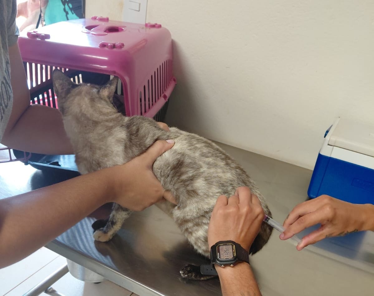 Sertãozinho realiza plantão de vacinação antirrábica neste sábado com 100 doses disponíveis