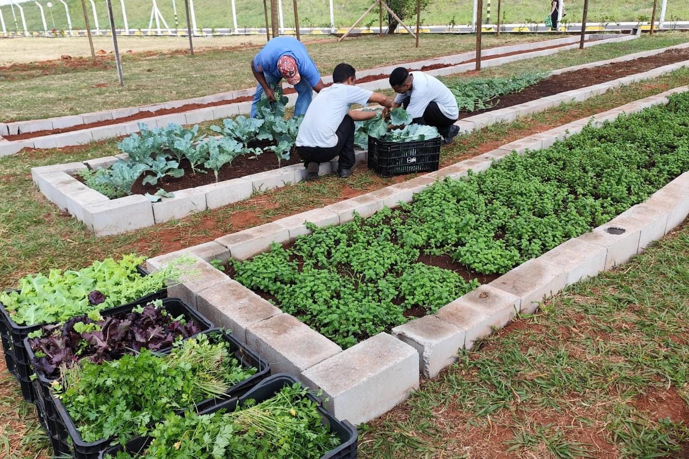 Parceria entre Prefeitura e Novo Shopping doa hortaliças a entidades assistenciais de Ribeirão Preto