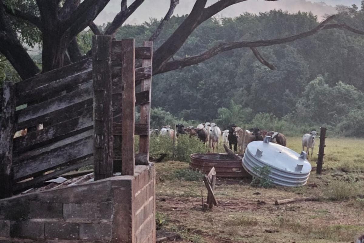 Homem é preso em Pedregulho por abater gado roubado; 14 das 15 vacas foram recuperadas