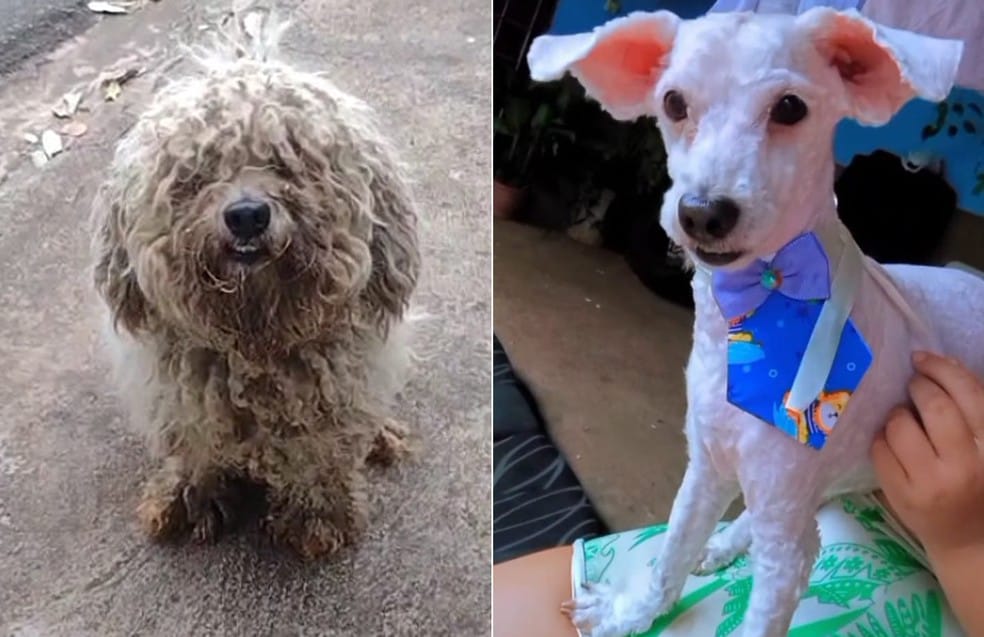 Cachorro abandonado na zona Norte de Ribeirão Preto é adotado e recebe banho e tosa