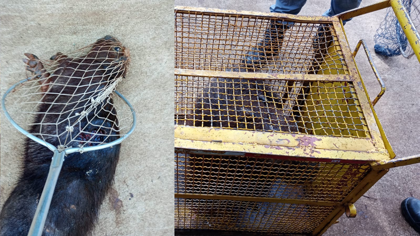 Capivara ferida é capturada em Sertãozinho após série de tentativas de resgate