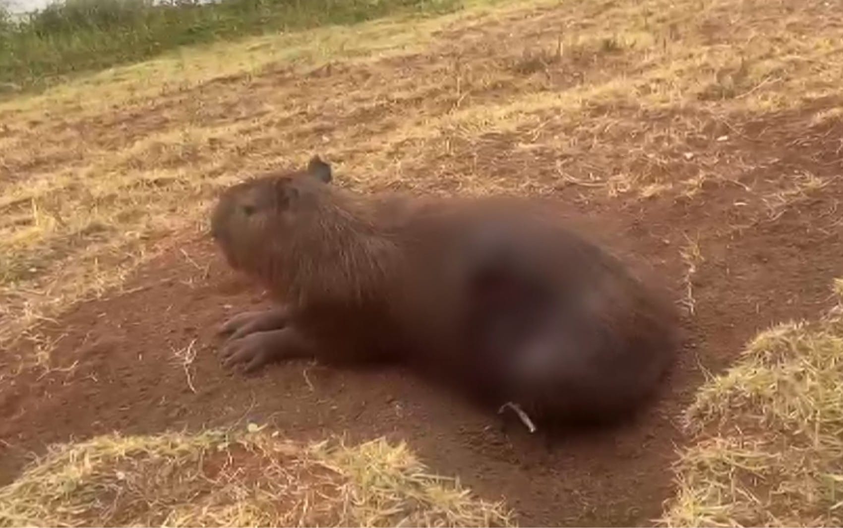 Força-tarefa tenta capturar capivara ferida no Parque Linear de Sertãozinho