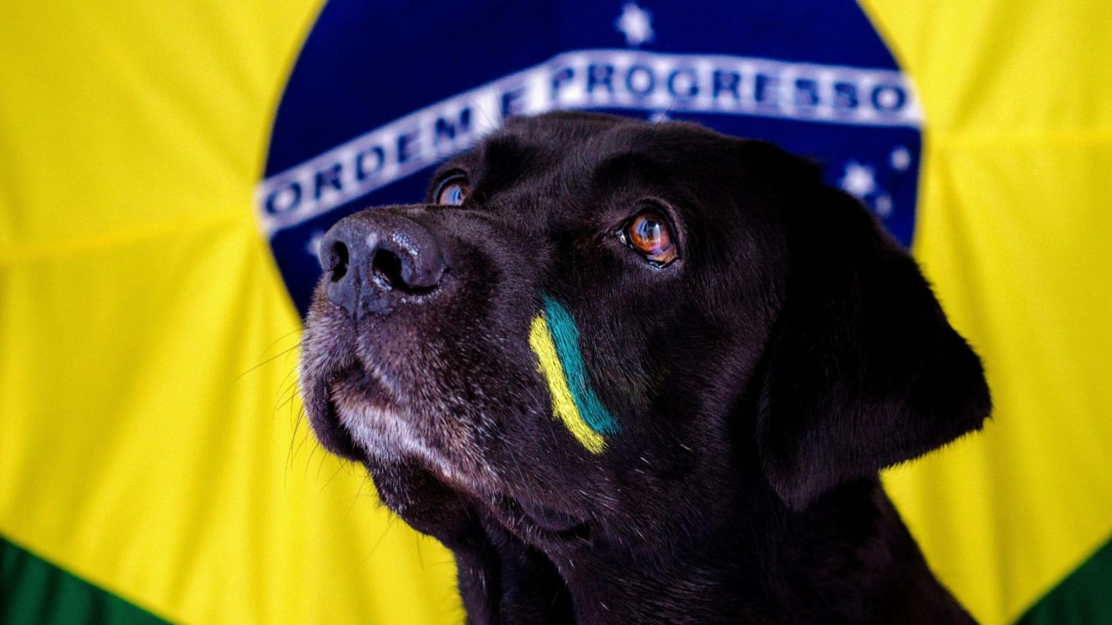 Sertãozinho terá feirinha de adoção de cães e gatos neste sábado na Praça 21 de Abril