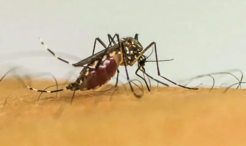Dengue cai em Ribeirão Preto, mas cidade já soma 313 confirmações em 2026