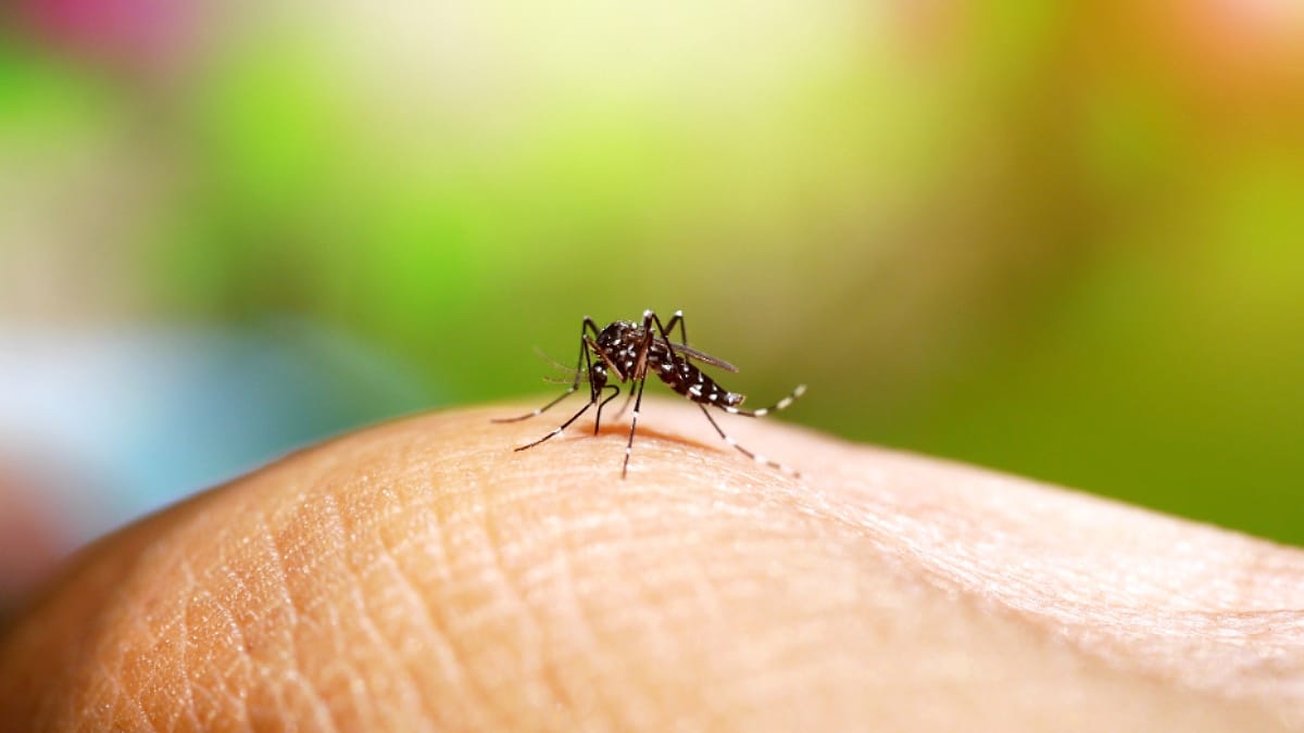 Ribeirão Preto registra queda drástica de dengue em 2026 com apenas 300 casos confirmados até maio