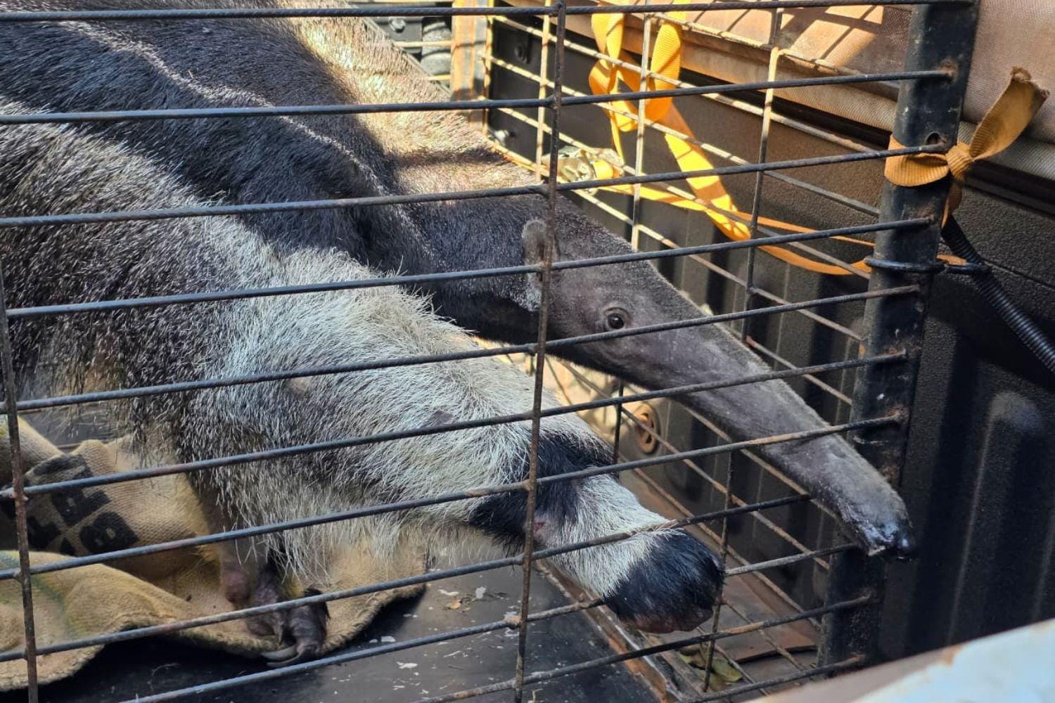 CETRAS Morro do São Bento solta tamanduá-bandeira recuperado após atropelamento