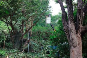 Poda E Coleta De Galhos Segue Por Ribeirão Preto