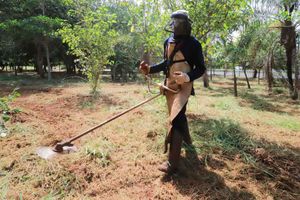 Roçada De Canteiros Centrais Em Ribeirão Preto