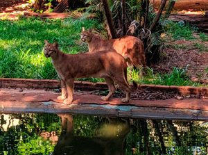 Bosque Reabre Ao Público Nesta Quarta-Feira