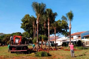 Palmeiras Da Rotatória Da Avenida Independência São Replantadas