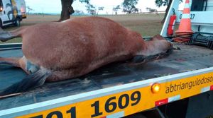 Caminhão Atropela Dois Cavalos Na Rodovia Carlos Tonani Próximo A Barrinha