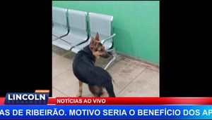Dono De Cachorro É Preso Por Agredir Covardemente O Animal