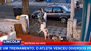 Nem Os Cãezinhos Estão Livres Dos Assaltos! Cachorrinha Teve As Roupas Roubadas Em Sorocaba