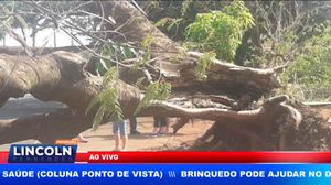 Árvore Gigante Cai Sobre Carro No Quintino Ii