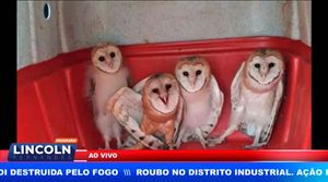 Gcm Resgata Filhotes De Corujas Em Área Que Foi Destruida Pelo Fogo